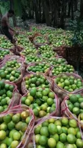ALIMENTACION-GOLDENFRUIT (1)
