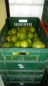 GAL-ALIMENTACION (1)