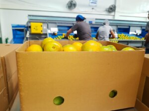 IMG-20250527-WA0024